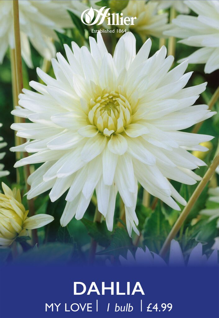 Dahlia My Love Tubers 8718641996898 2